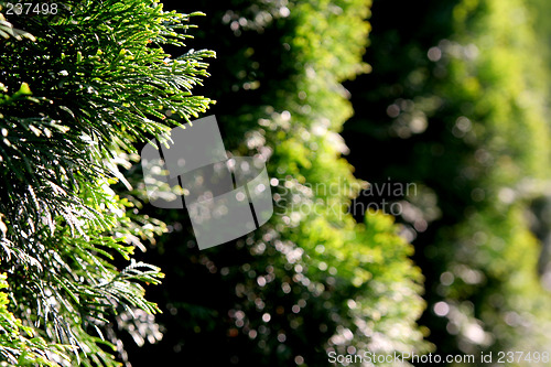 Image of Green hedge