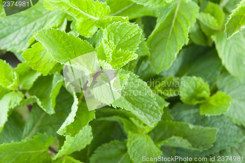 Image of Fresh mint leaves