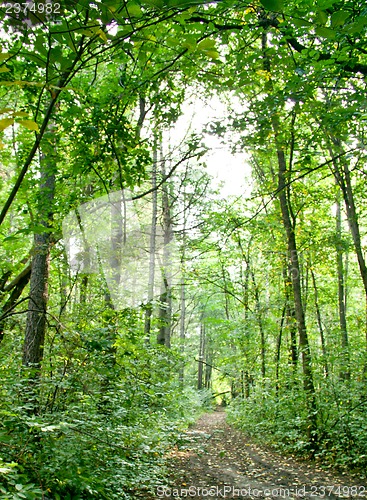 Image of Forest landscape