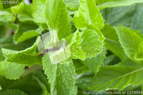 Image of Fresh mint leaves