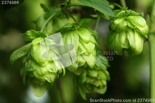 Image of Plant hops
