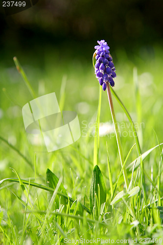 Image of Grape Hyacinth