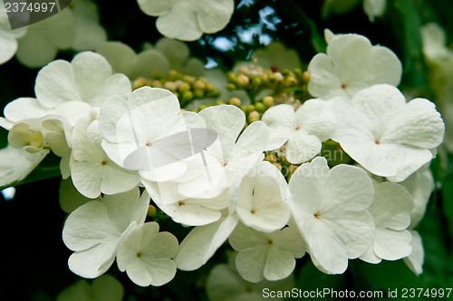 Image of White flowers Viburnum