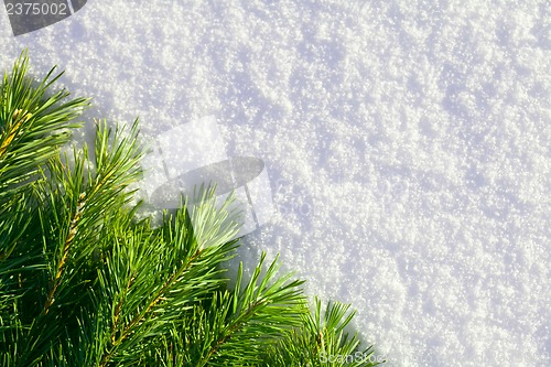 Image of Winter forest background