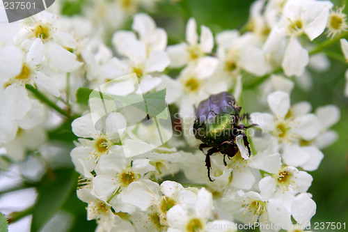 Image of Beetle on flowers