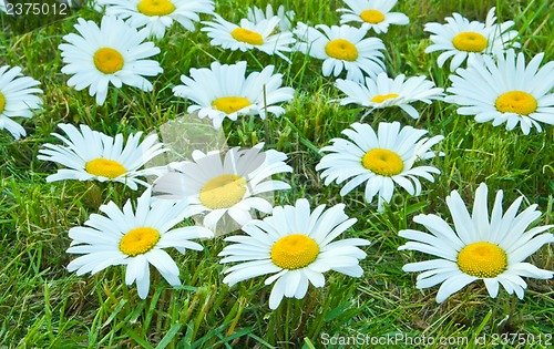 Image of White daisies