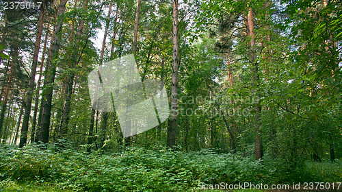 Image of Forest landscape