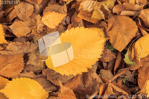 Image of Autumn leaves