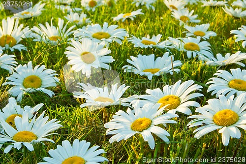Image of White daisies