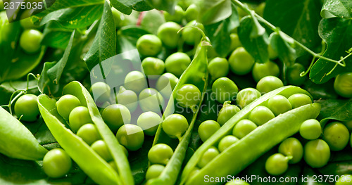 Image of Green peas in the pod