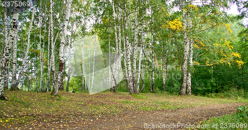 Image of Forest landscape
