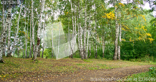 Image of Forest landscape