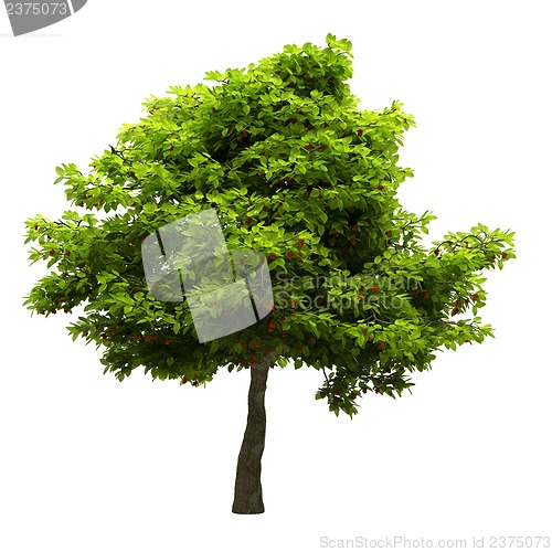 Image of Tree isolated