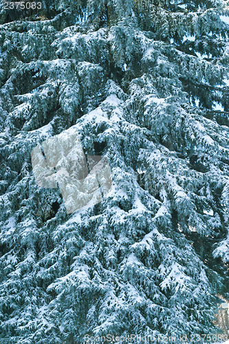 Image of Winter tree