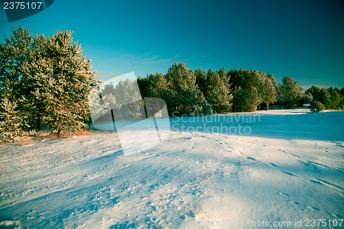 Image of Winter landscape