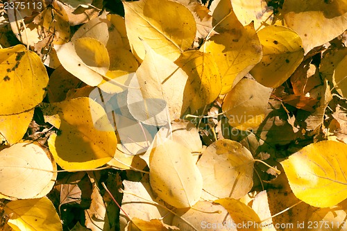 Image of Autumn leaves