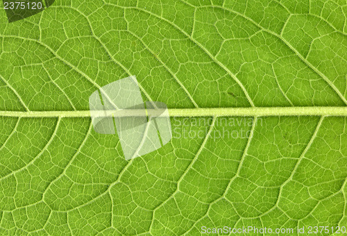 Image of Leaf veins close up