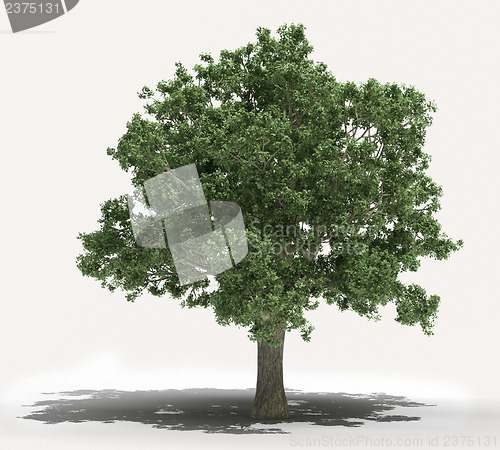 Image of Tree on a light background