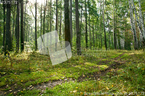 Image of Forest landscape