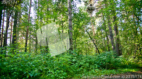 Image of Forest landscape