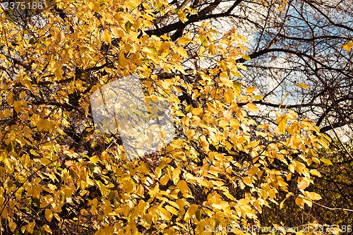 Image of Autumn leaves