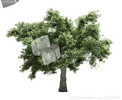 Image of Tree isolated