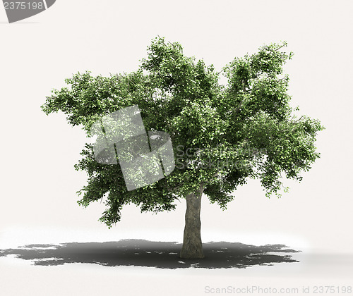 Image of Tree on a light background