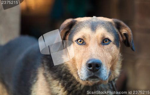 Image of Large guard dog