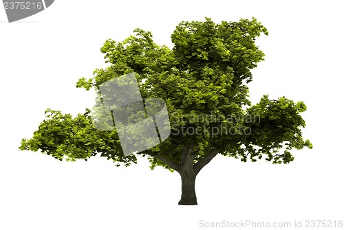 Image of Tree isolated