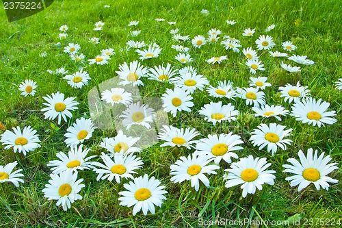 Image of White daisies