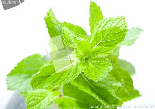 Image of Fresh mint leaves