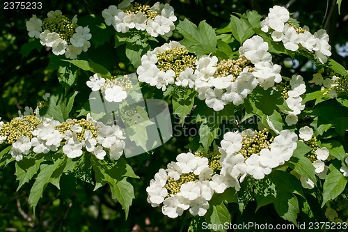 Image of White flowers Viburnum