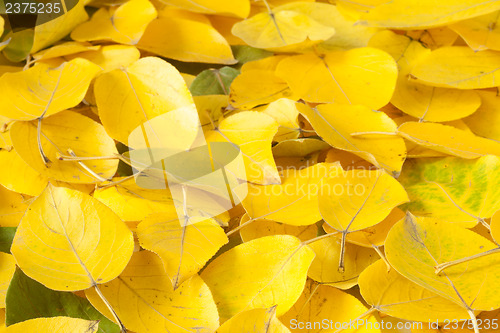 Image of Yellow fallen leaves