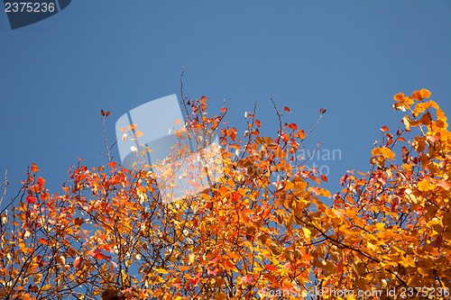 Image of Bright autumn foliage