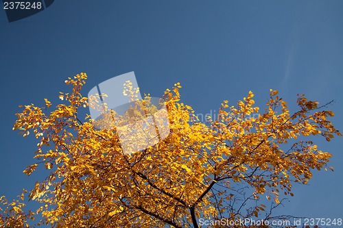 Image of Bright autumn foliage