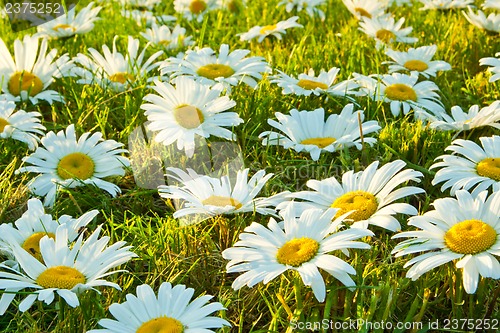 Image of White daisies