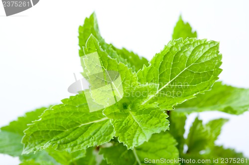 Image of Fresh mint leaves