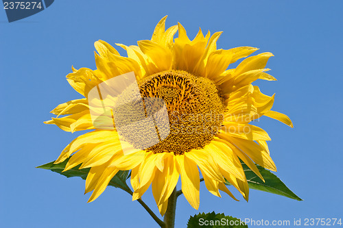 Image of Sunflower close up