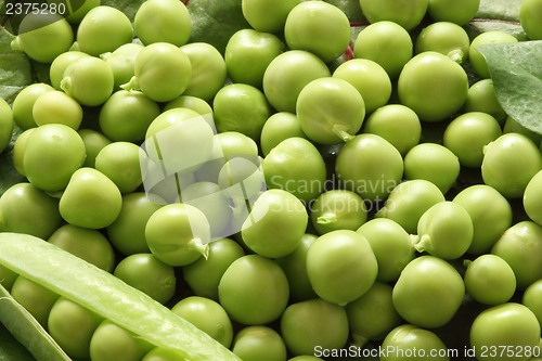 Image of Green pea pods