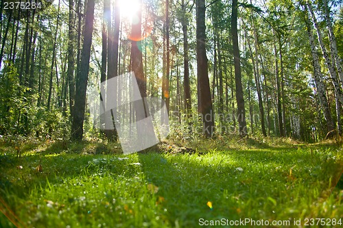 Image of Forest landscape