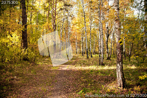 Image of Autumn wood