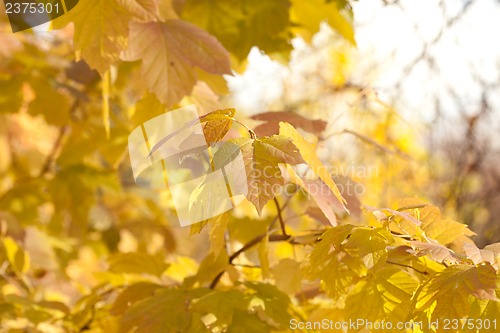 Image of Autumn leaves