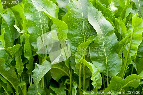 Image of Green vegetation