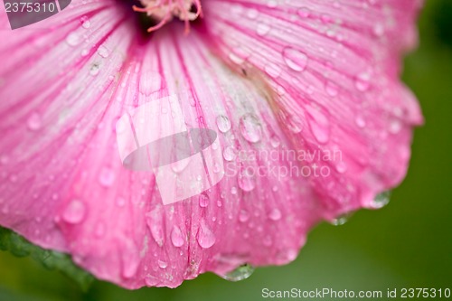 Image of Pink flower
