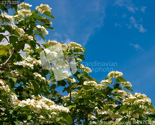 Image of Blooming viburnum