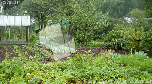 Image of Vegetable garden