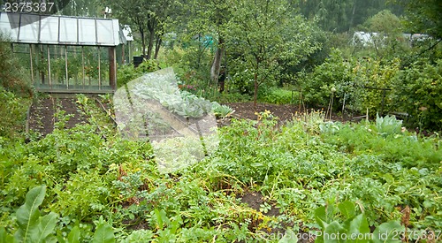 Image of Vegetable garden