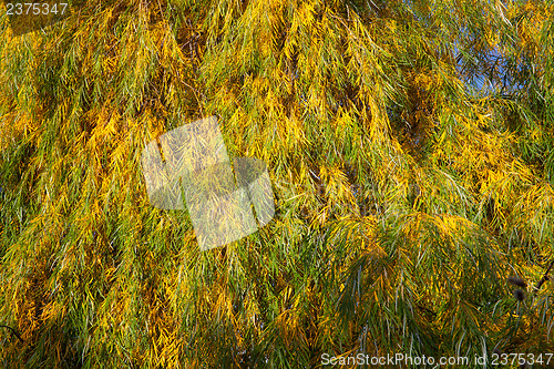 Image of Willow leaves in autumn