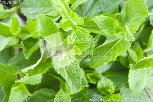 Image of Fresh mint leaves