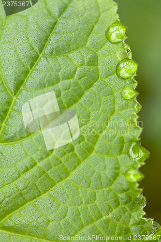 Image of Green Leaf